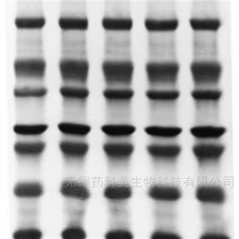 Immobilon-PSQ转印膜Millipore PVDF膜 ISEQ00010
