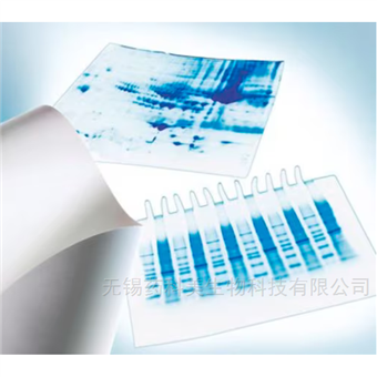 Immobilon-P转印膜millipore PVDF膜 IPVH00010